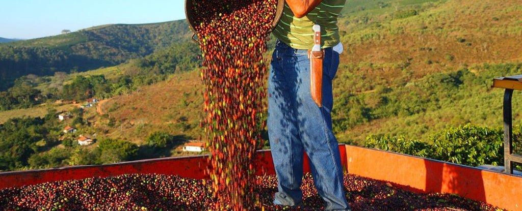 Why We Love Single Varietal Coffee